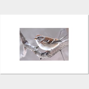 American Tree Sparrow Posters and Art